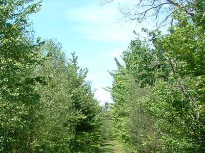 Lots Merrillsville