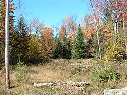 Enlarged view of image