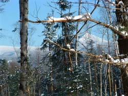 Enlarged view of image