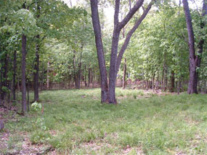 Enlarged view of image