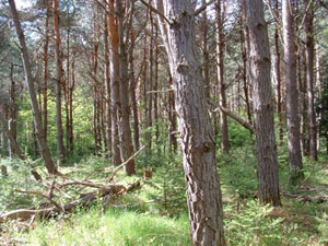 Enlarged view of image