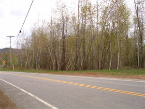 Enlarged view of image