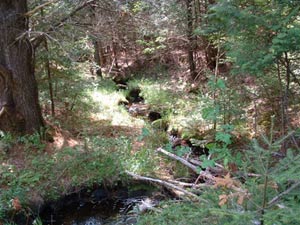 Enlarged view of image