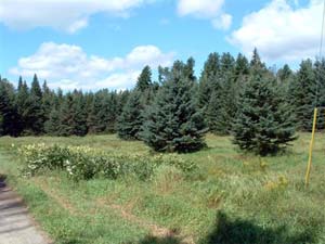Enlarged view of image
