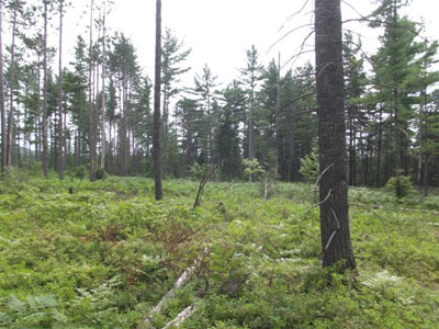 Adirondacks Onchiota Property