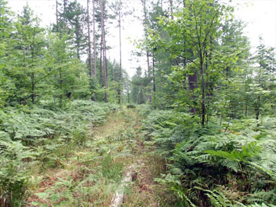Land Adirondacks