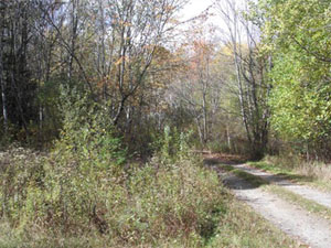 Enlarged view of image