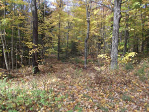 Enlarged view of image